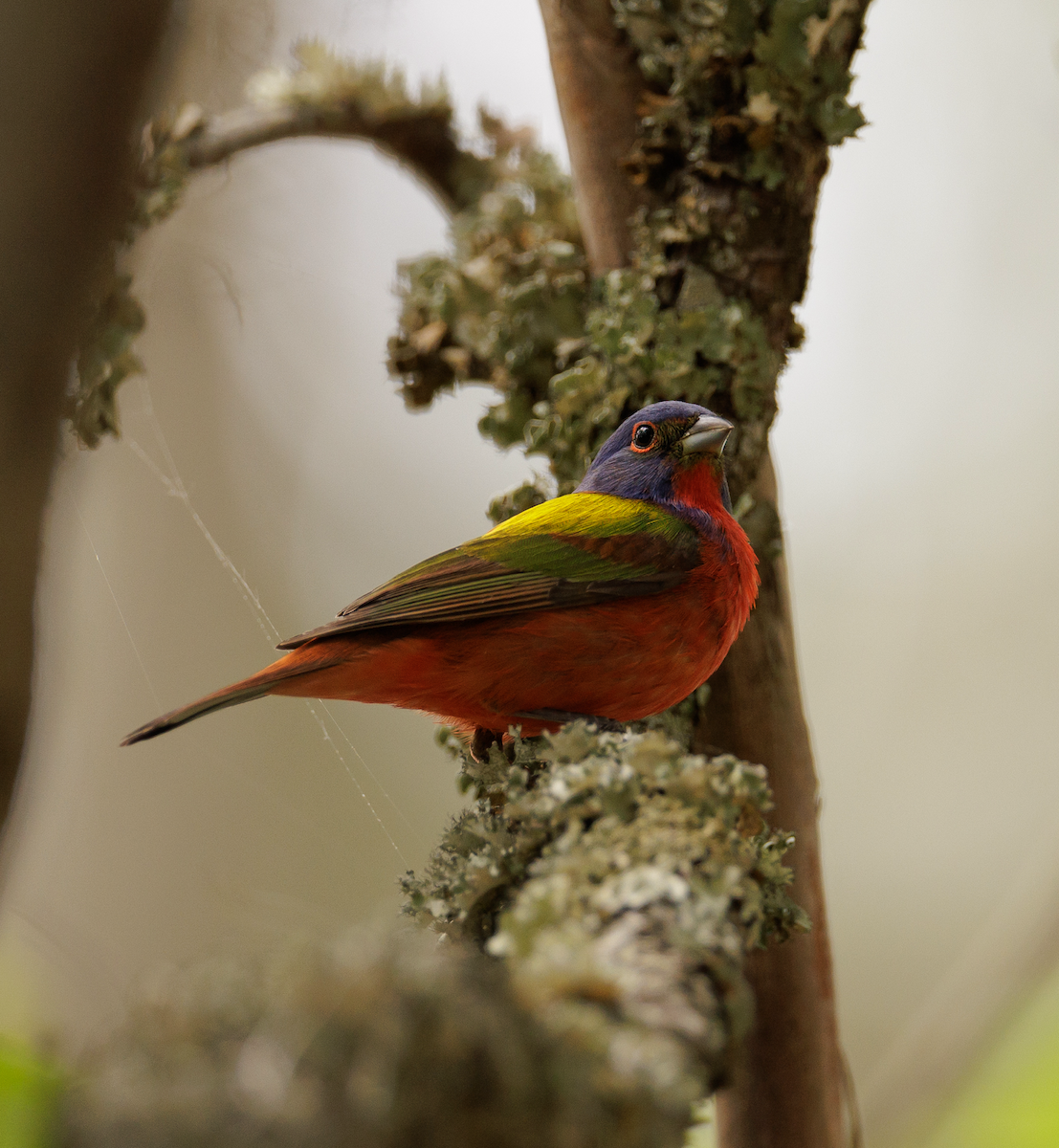 Painted Bunting - ML617798753