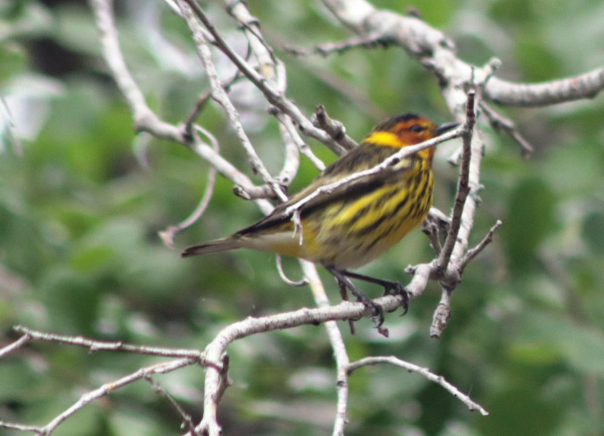 Cape May Warbler - ML617798759