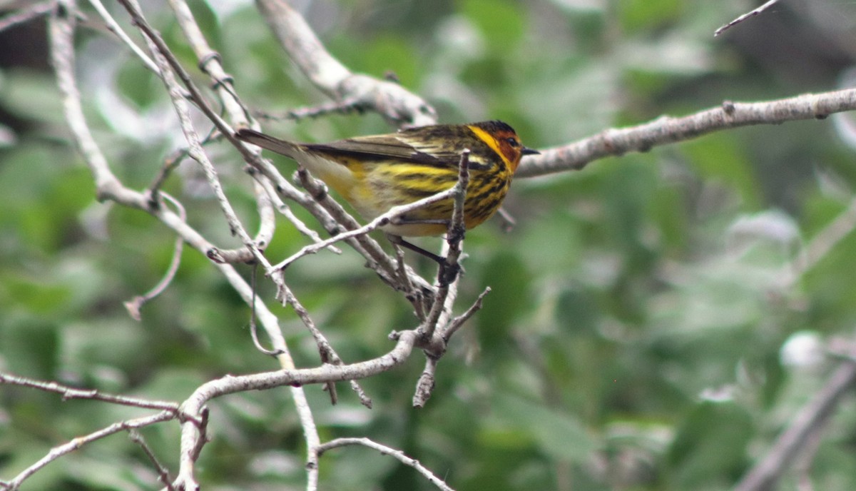 Cape May Warbler - ML617798760