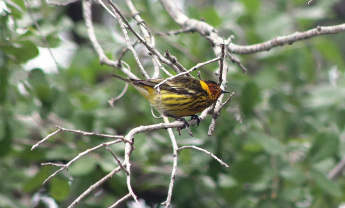 Cape May Warbler - ML617798761