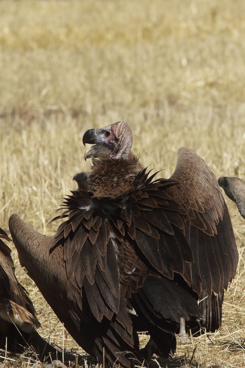 Lappet-faced Vulture - ML617798801