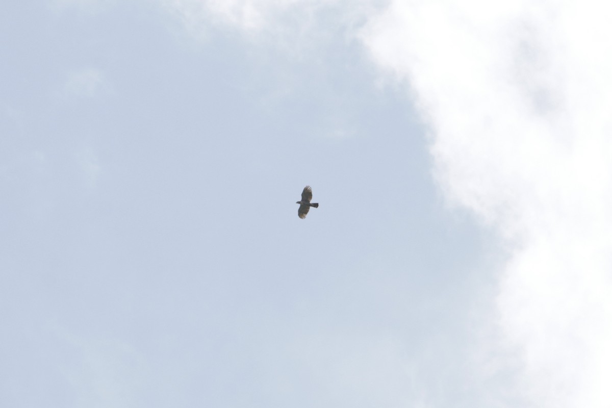 Ornate Hawk-Eagle - Richard Dunn