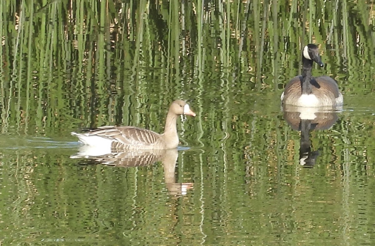 Greater White-fronted Goose - ML617798950