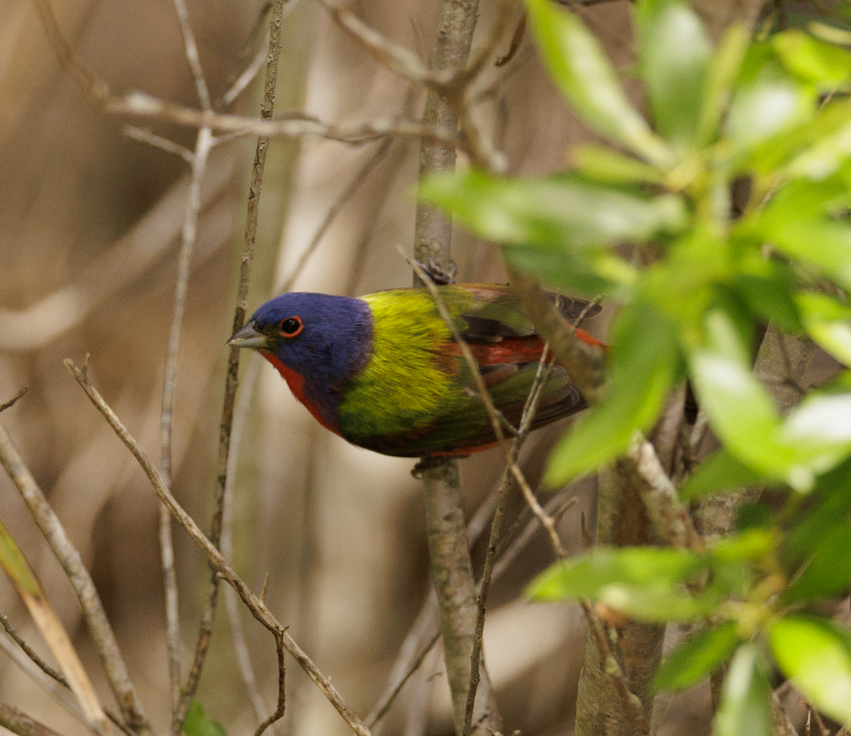 Painted Bunting - ML617798982