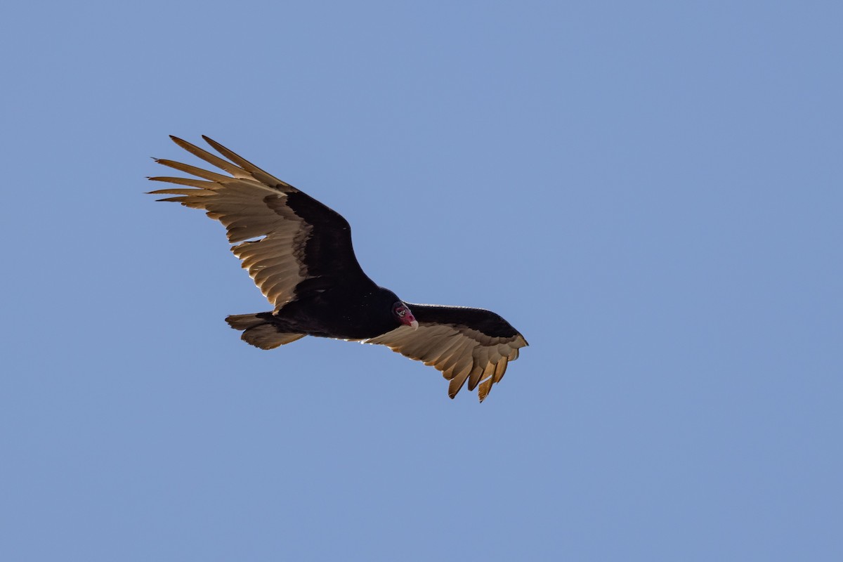 Turkey Vulture - Carol Holmes