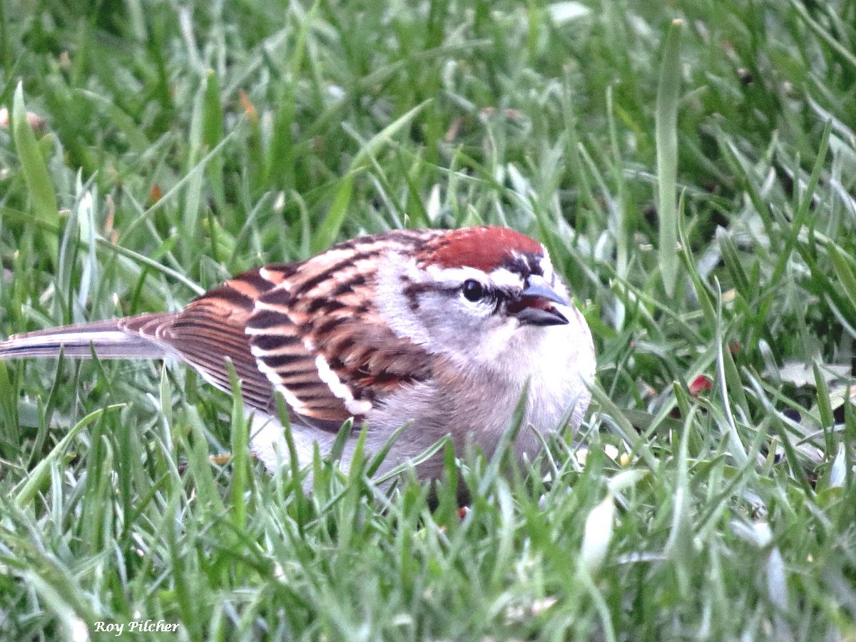 Chipping Sparrow - ML617799055