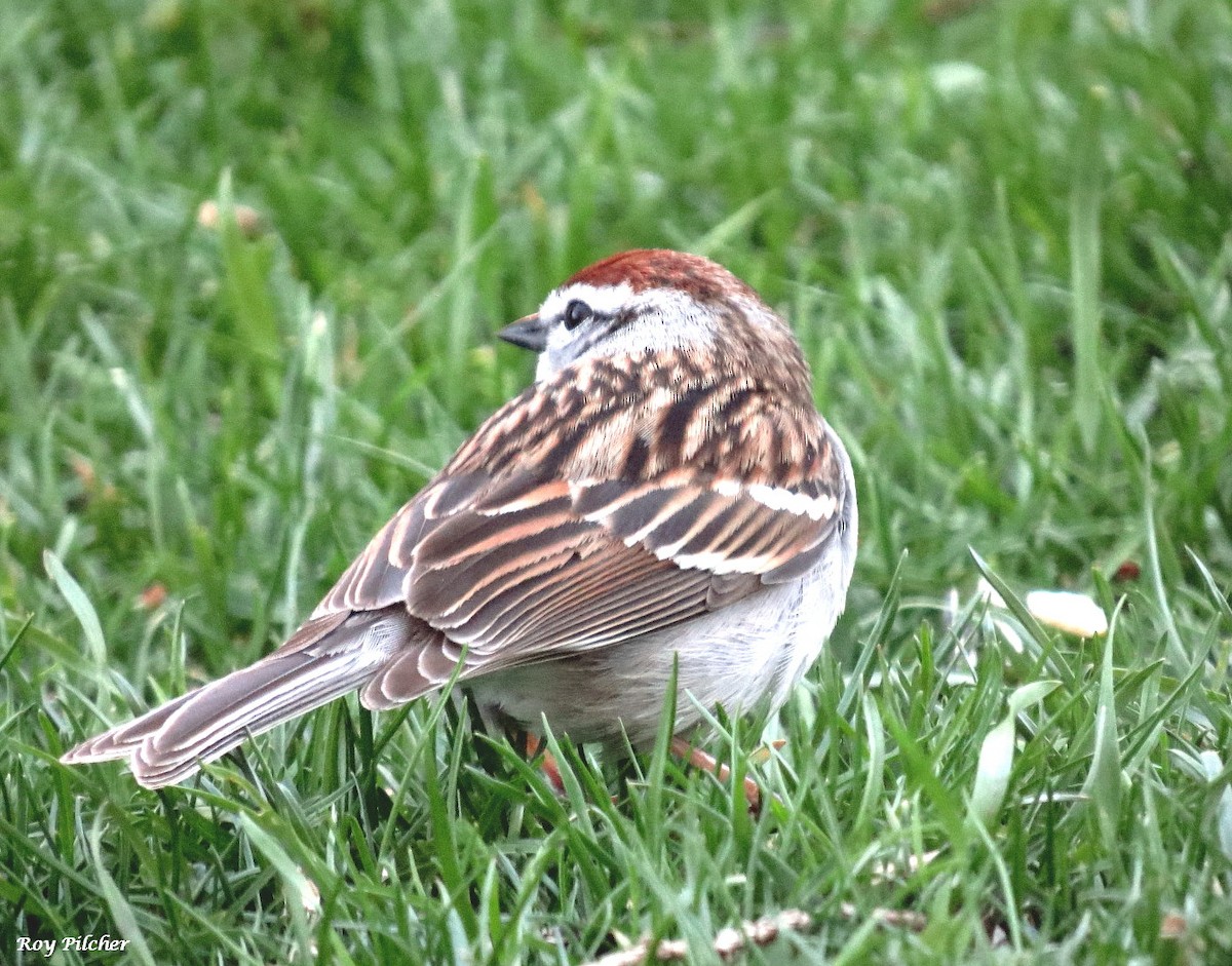 Chipping Sparrow - ML617799056