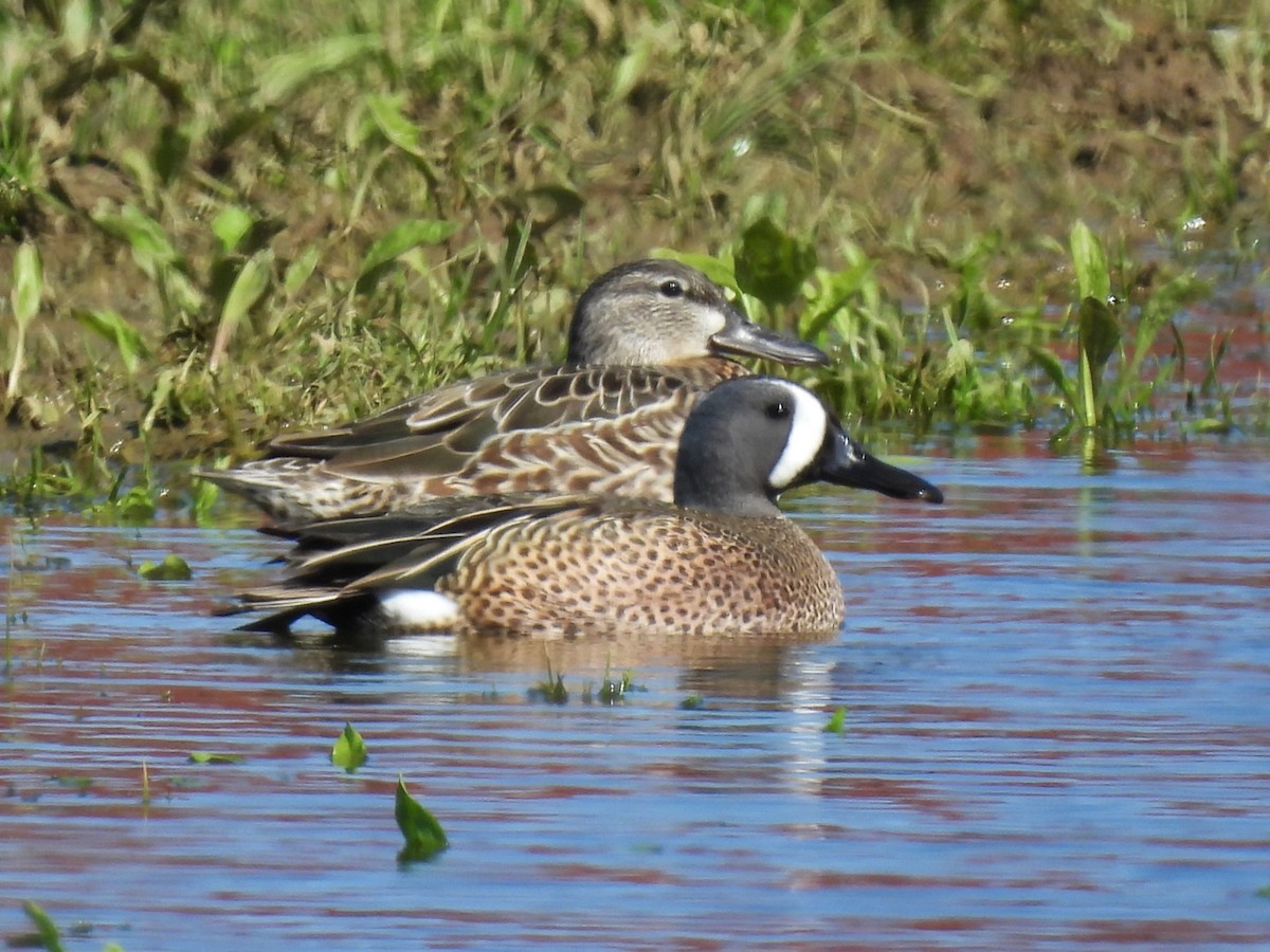 Blue-winged Teal - Patricia and Richard Williams