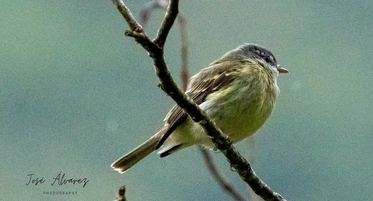 White-fronted Tyrannulet - ML617799200