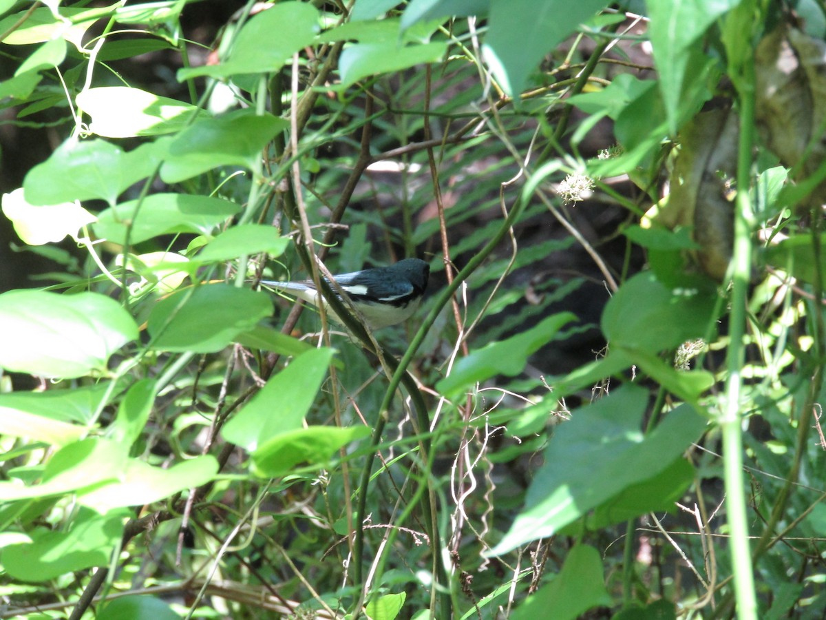Black-throated Blue Warbler - ML617799204