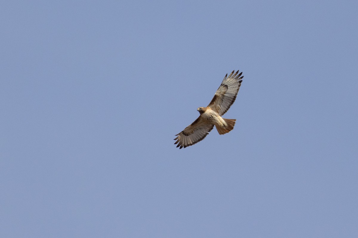 Red-tailed Hawk - ML617799276