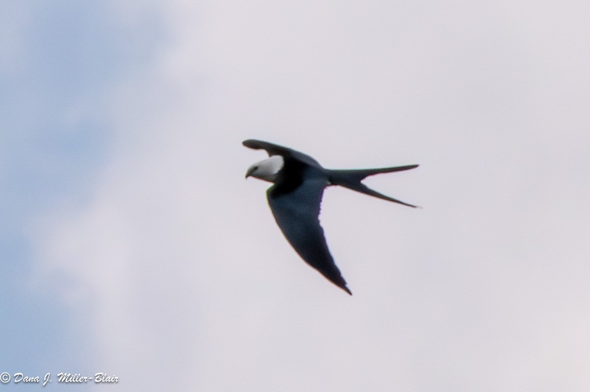 Swallow-tailed Kite - ML617799293