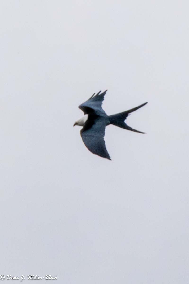 Swallow-tailed Kite - ML617799298