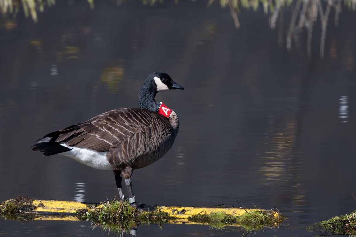 Canada Goose (occidentalis/fulva) - ML617799306