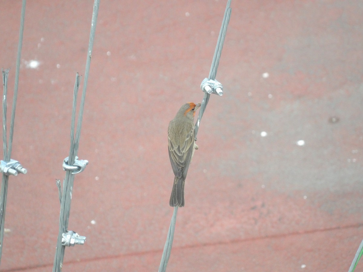 House Finch (Common) - ML617799327