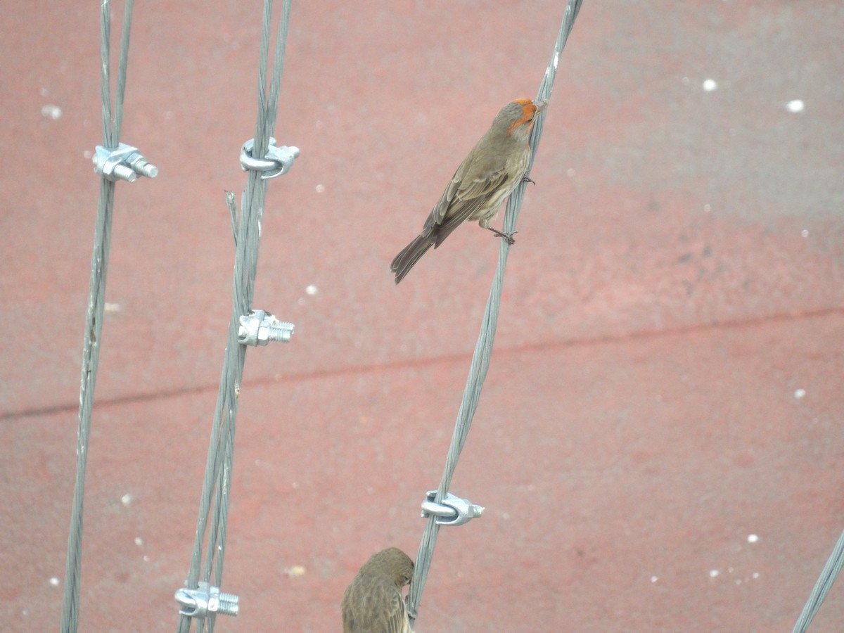 House Finch (Common) - ML617799365