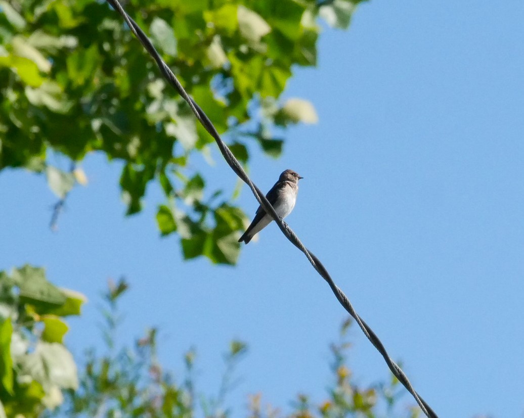 Northern Rough-winged Swallow - ML617799394