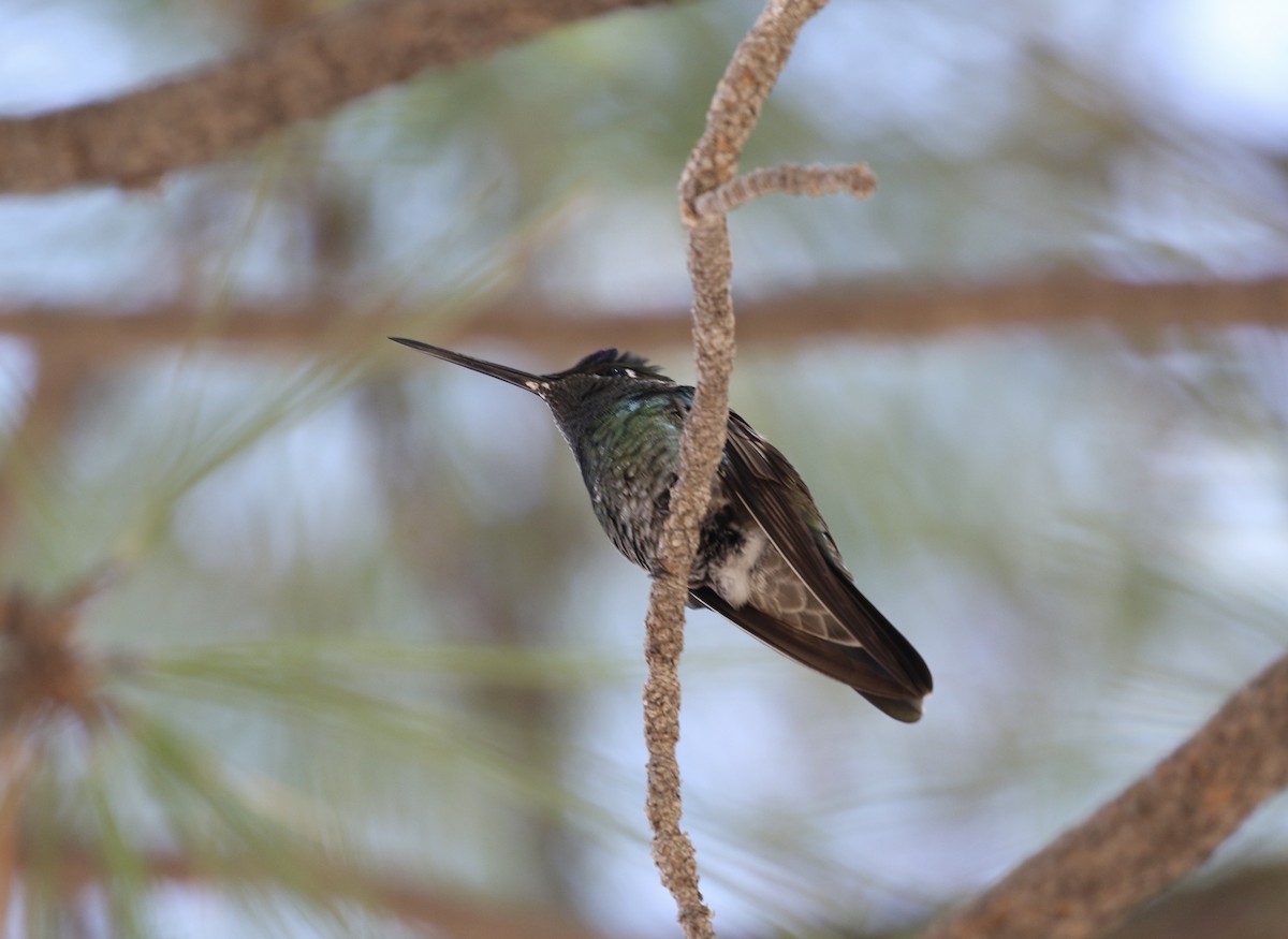 Rivoli's Hummingbird - Mary Backus