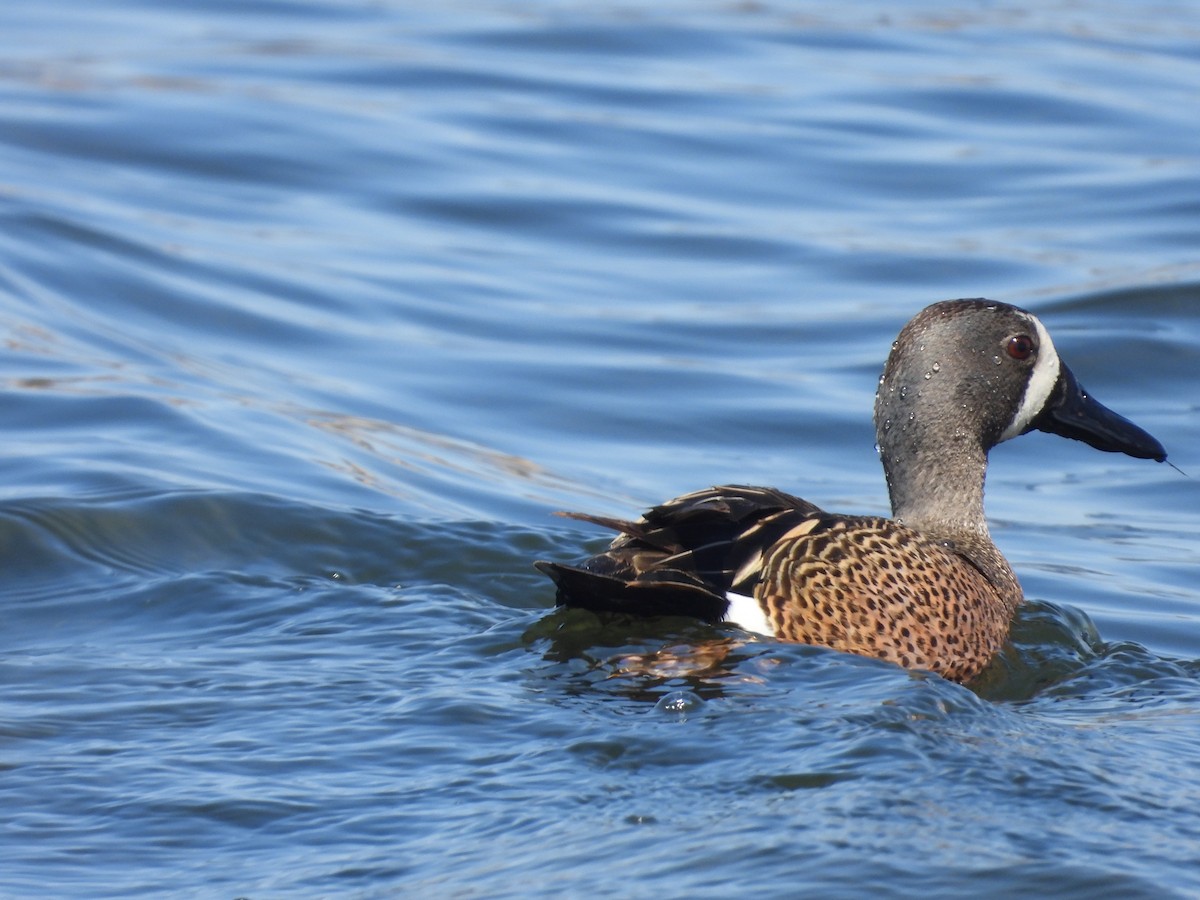 Blue-winged Teal - ML617799458