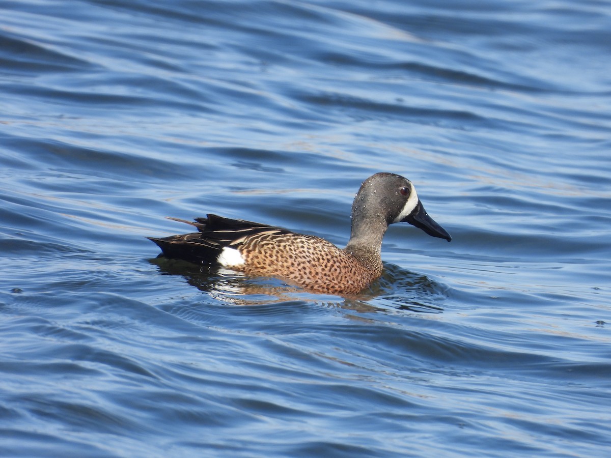 Blue-winged Teal - ML617799459