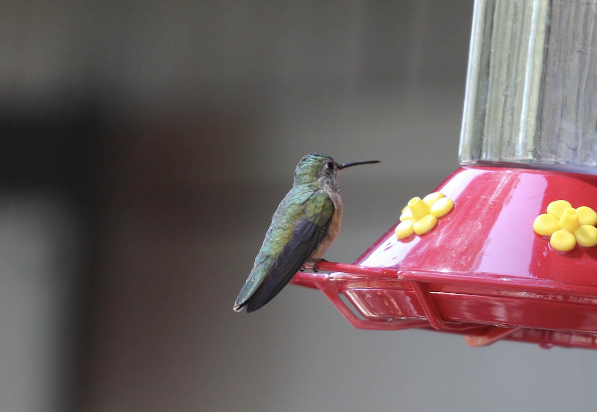 Broad-tailed Hummingbird - Mary Backus
