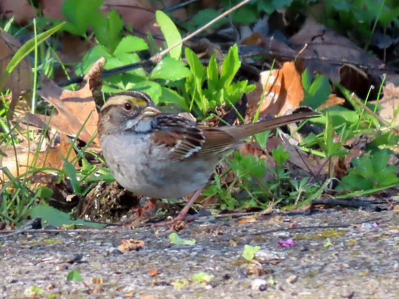 White-throated Sparrow - ML617799495