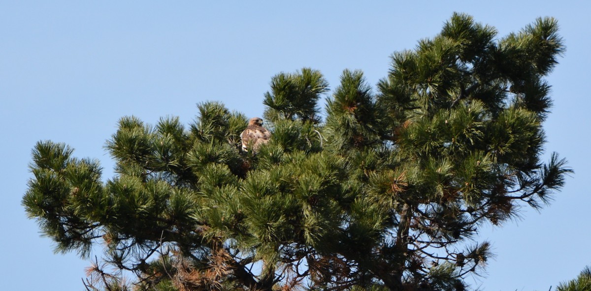 Red-tailed Hawk - ML617799574