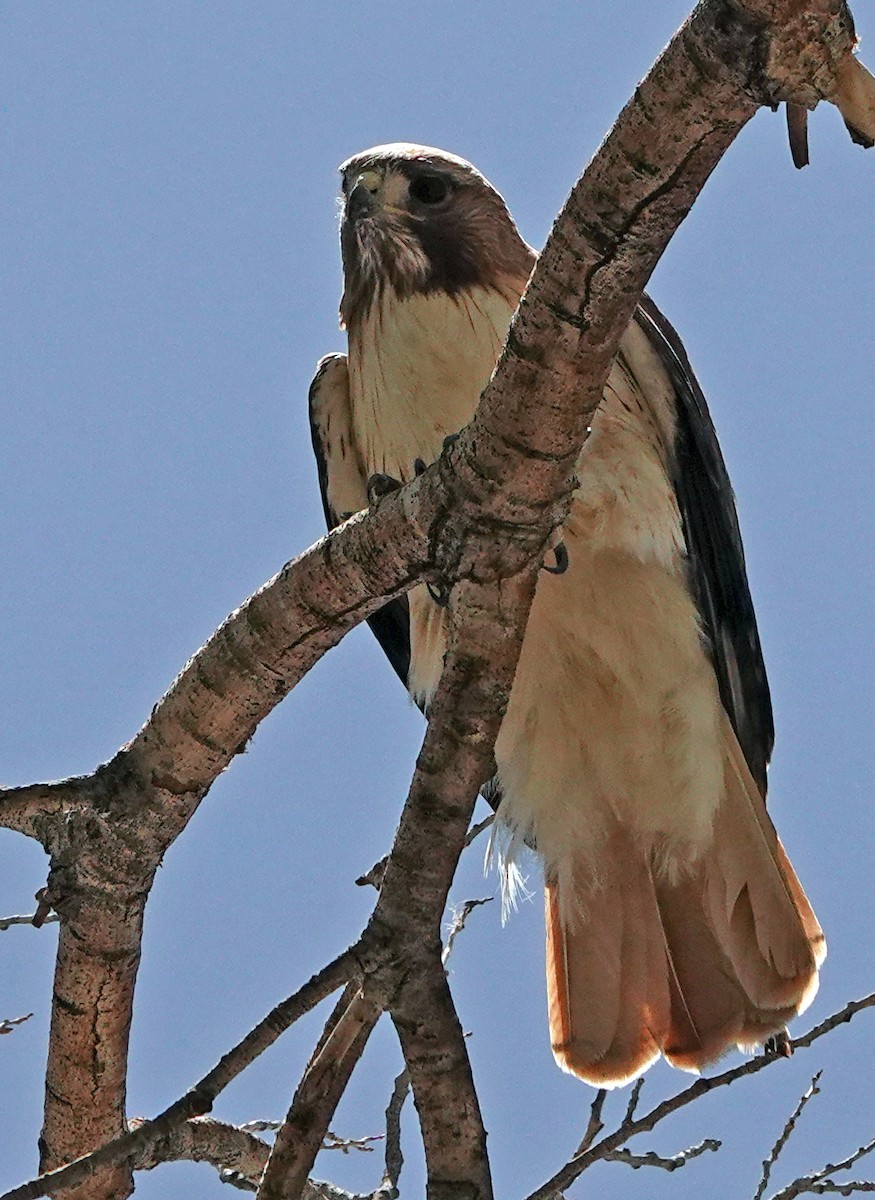 Red-tailed Hawk - Diane Drobka