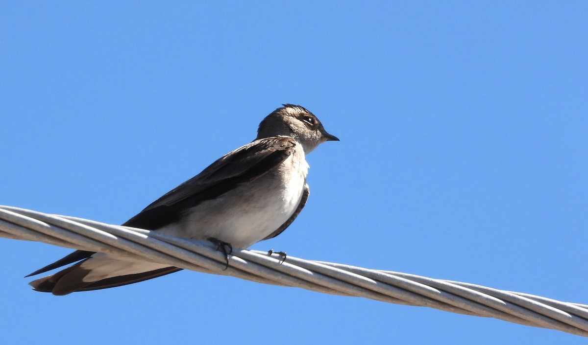 Northern Rough-winged Swallow - ML617799590