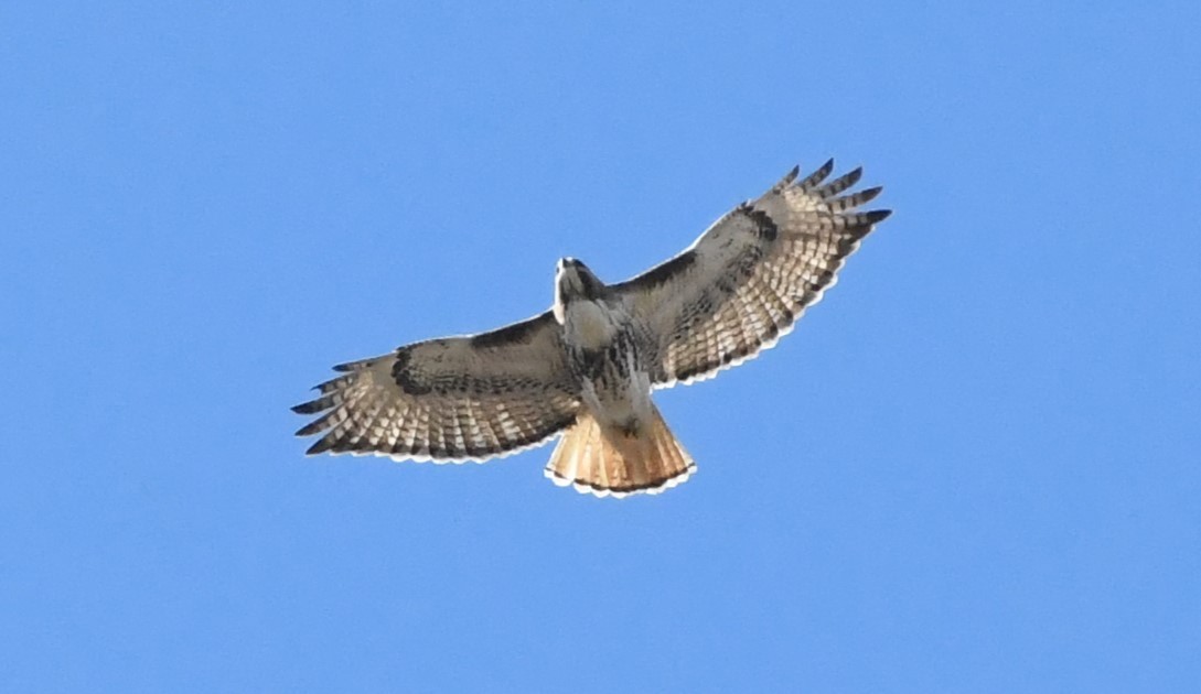 Red-tailed Hawk - ML617799600
