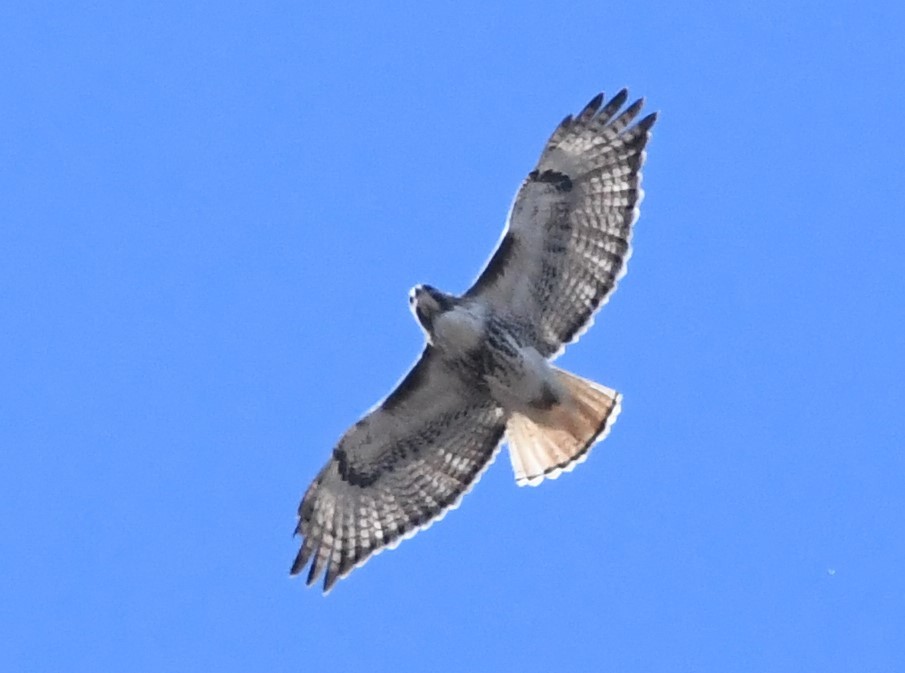 Red-tailed Hawk - ML617799601
