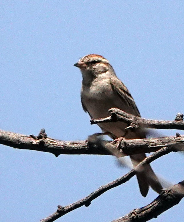 Chipping Sparrow - ML617799679