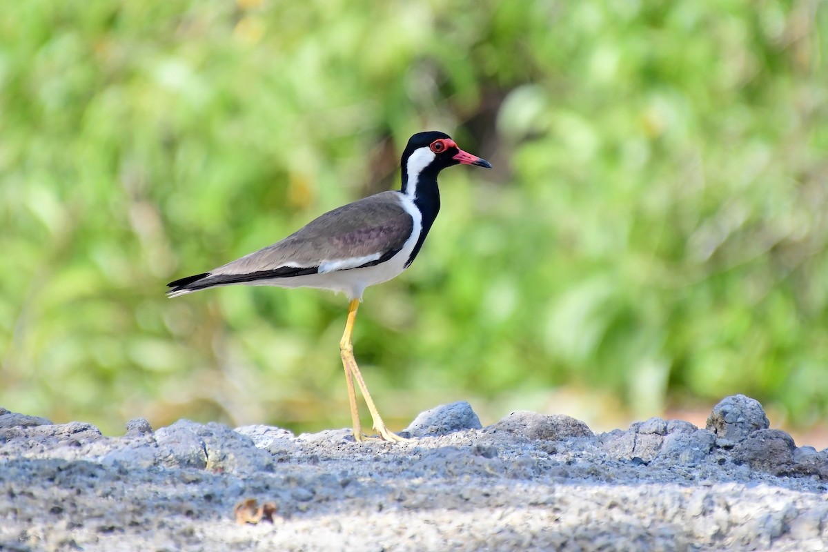Red-wattled Lapwing - Eileen Gibney