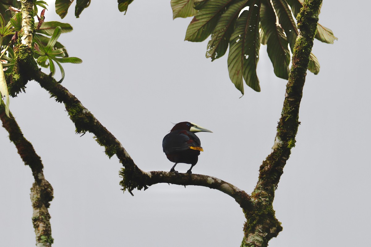Yellow-billed Cacique - ML617799721