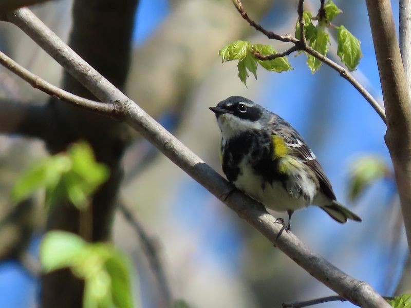 Yellow-rumped Warbler - Tracy The Birder