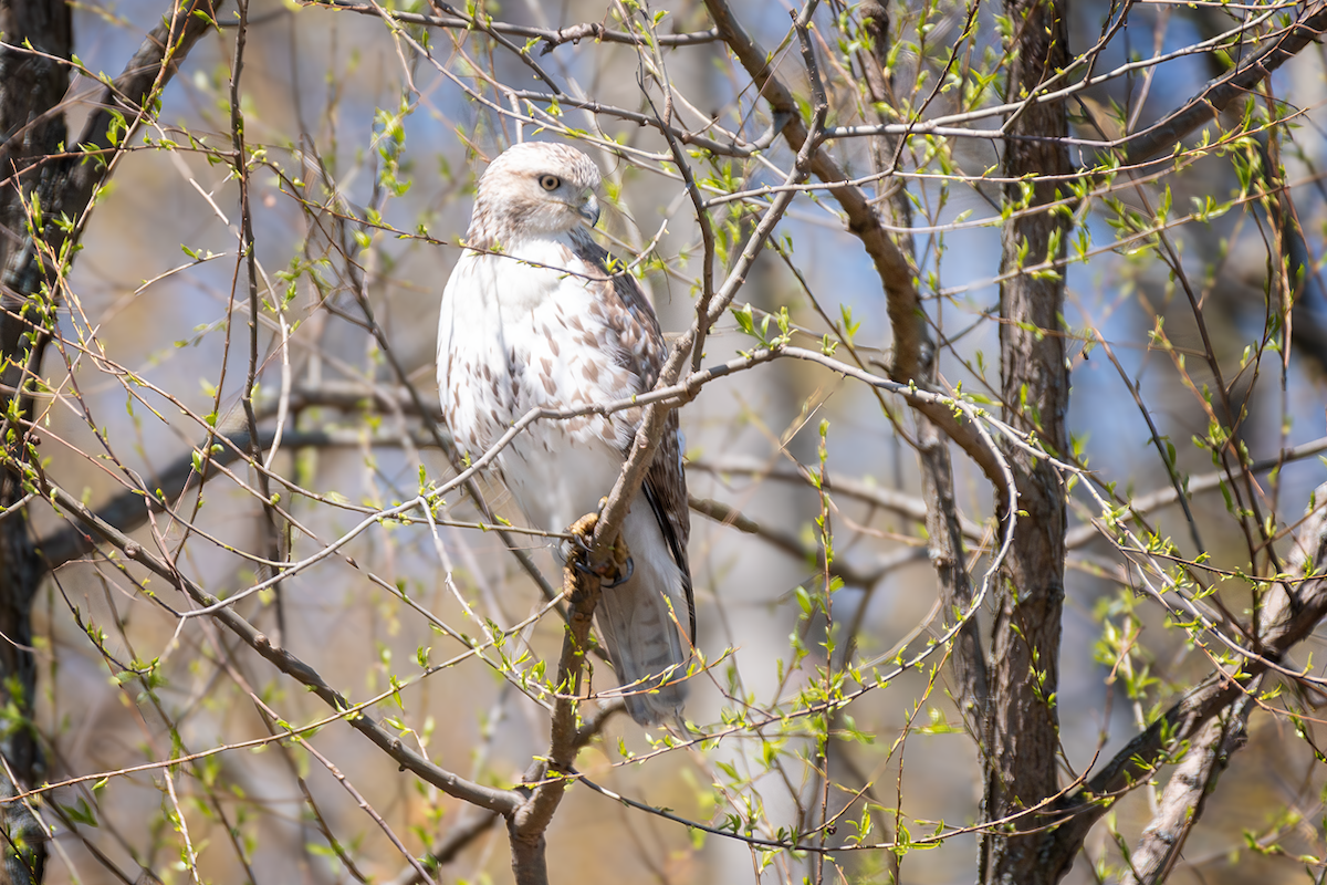 Red-tailed Hawk - ML617799767