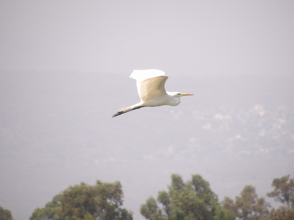 Great Egret (American) - ML617799832