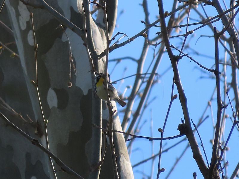 Yellow-throated Warbler - ML617799843
