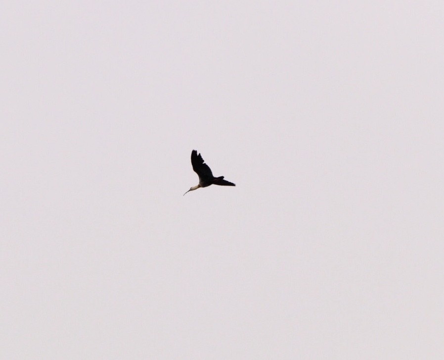 ibis bělokřídlý - ML617799925