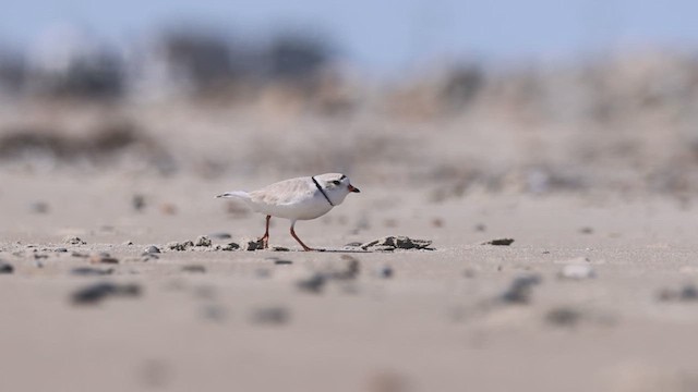 Piping Plover - ML617799931