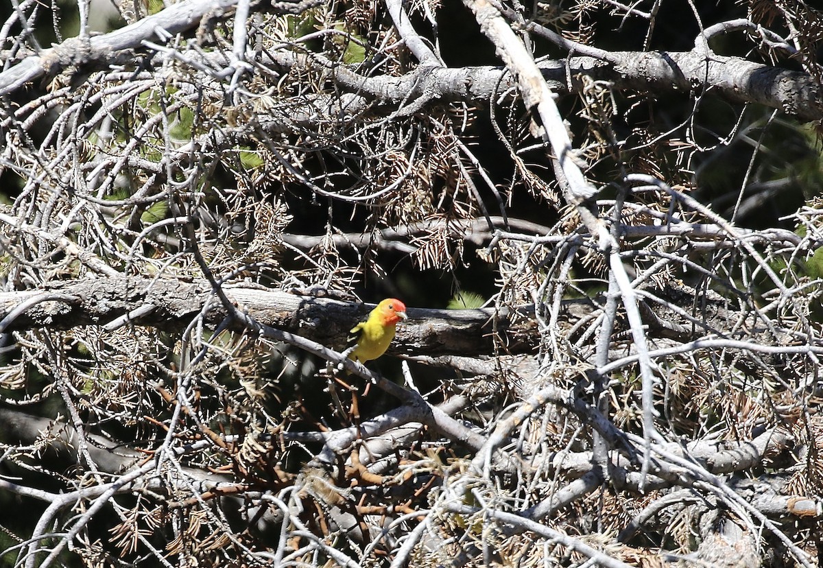 Western Tanager - ML617799984