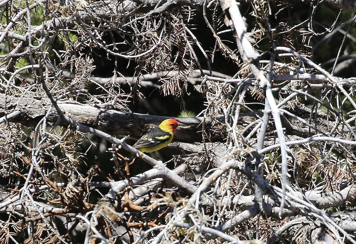 Western Tanager - ML617799988