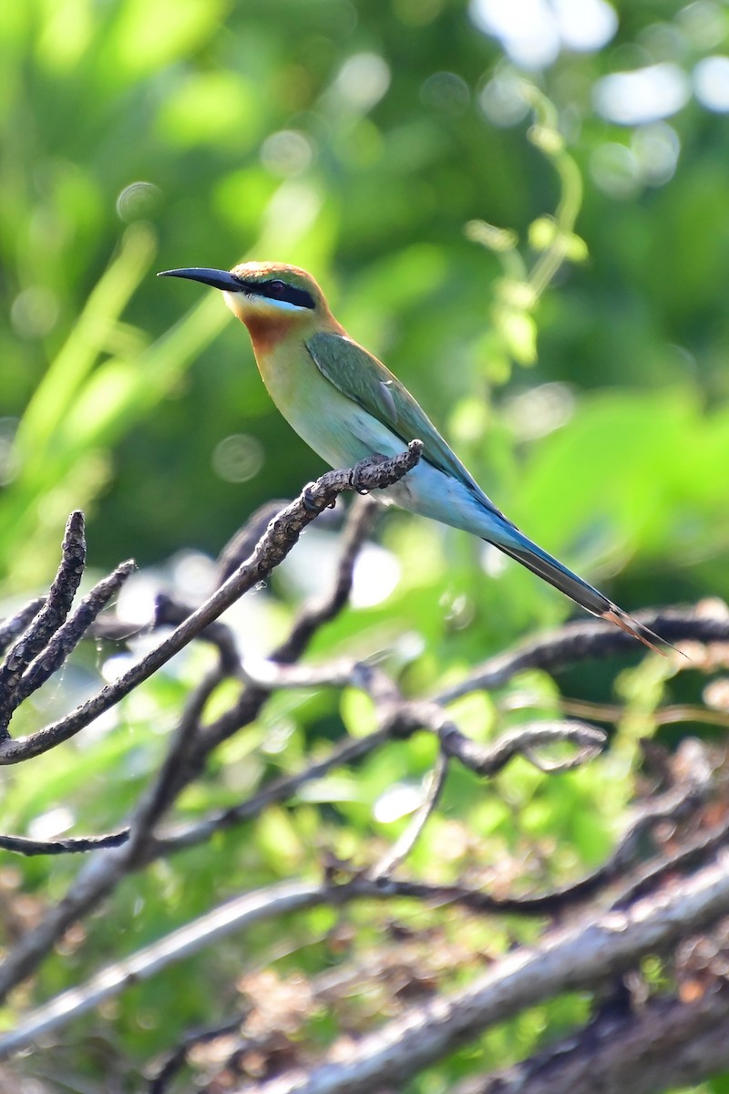 Blue-tailed Bee-eater - Eileen Gibney
