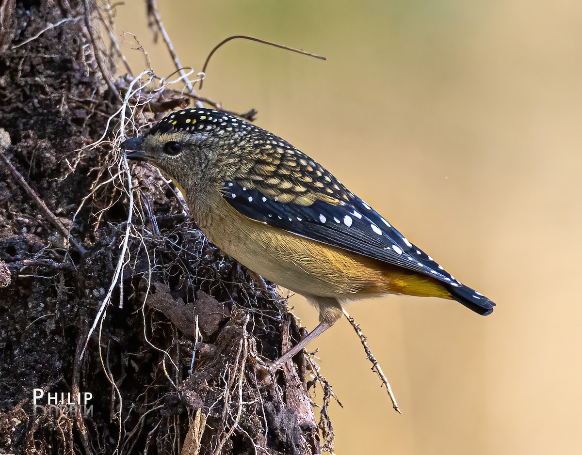 Spotted Pardalote - ML617800039