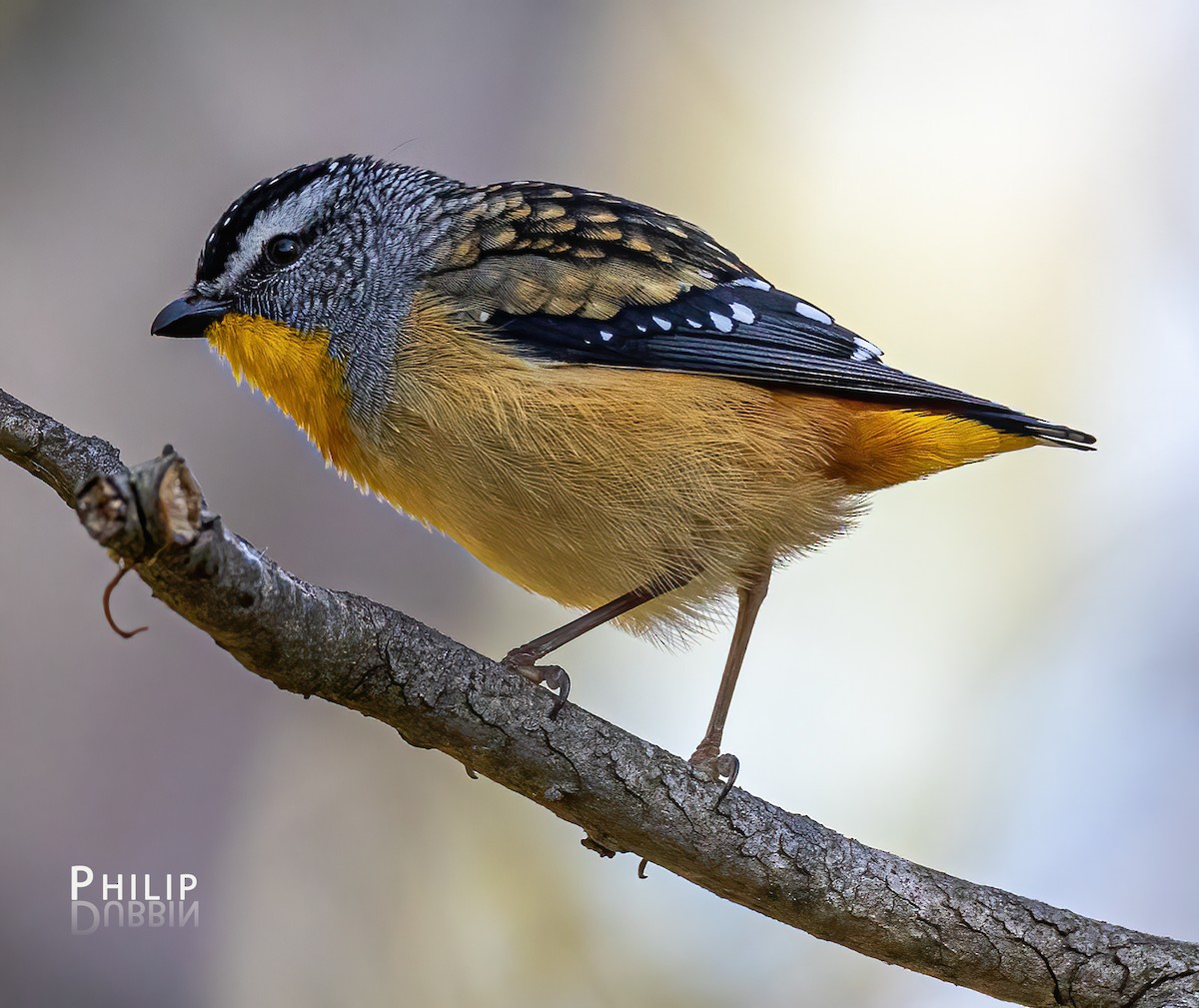 Spotted Pardalote - ML617800040