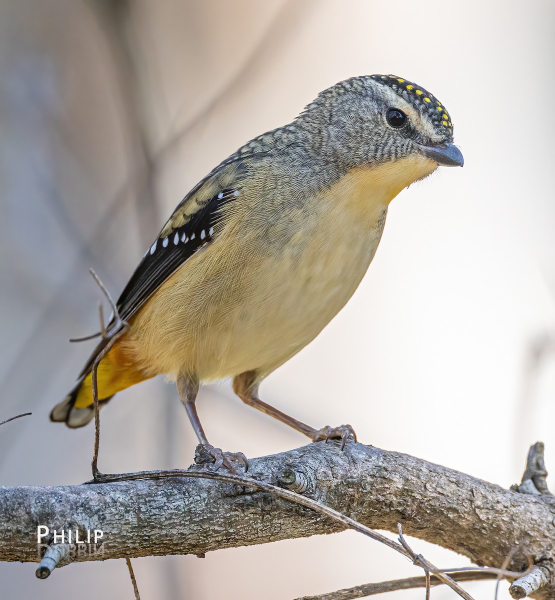 Spotted Pardalote - ML617800041