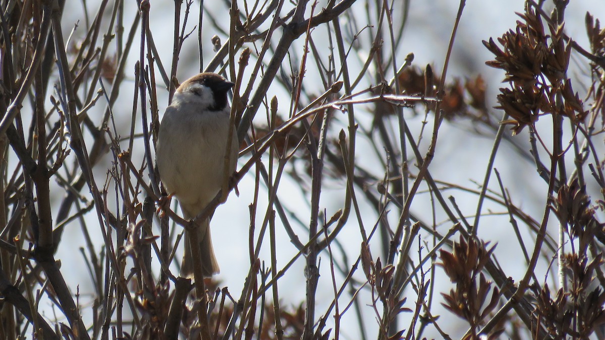 Eurasian Tree Sparrow - ML617800105