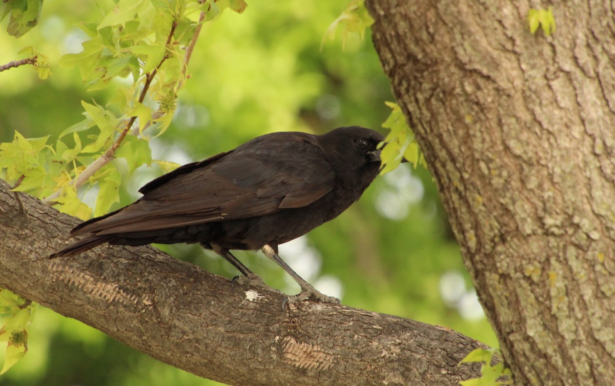 Corvus sp. (crow sp.) - ML617800118