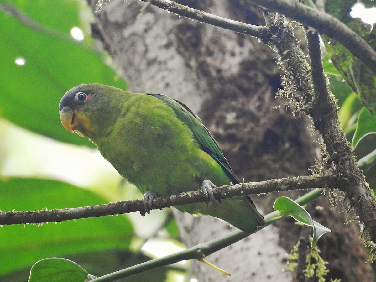 Blue-fronted Parrotlet - ML617800144