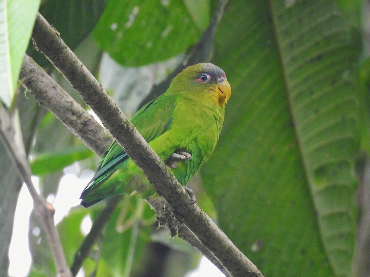 Blue-fronted Parrotlet - ML617800145